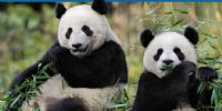 FedEx Express transporte deux pandas géants au ZooParc de Beauval. Publié le 12/01/12. Saint-Aignan